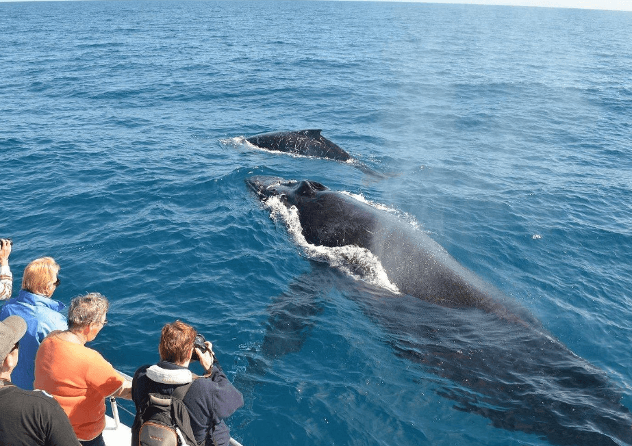 Klimawandel und Buckelwalwanderung: Was Sie wissen sollten - Samaná Bay Whale Watching Guide