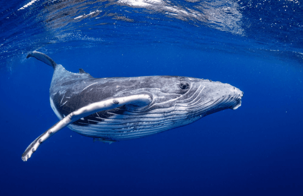 Jak podvodní hluk ovlivňuje keporkaky - Samaná Bay Whale Watching Guide