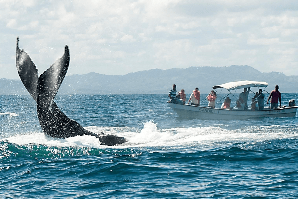Warum tauchen Buckelwale in der Bucht von Samaná schräg auf? - Samaná Bay Whale Watching Guide