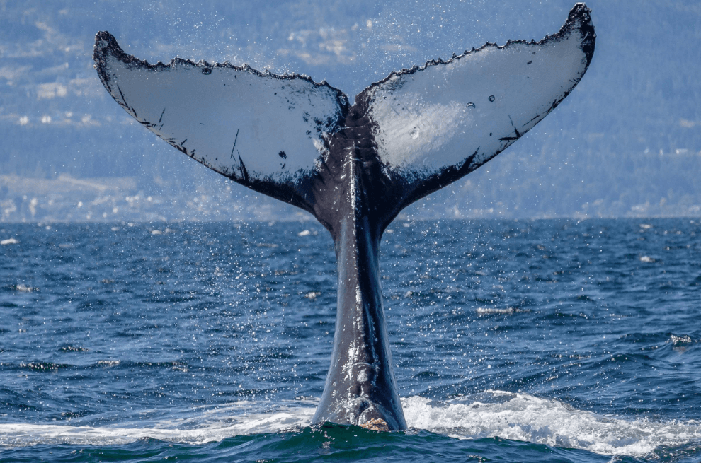 Ocean Temperature and Humpback Whales: What Changes? - Samaná Bay Whale Watching Guide