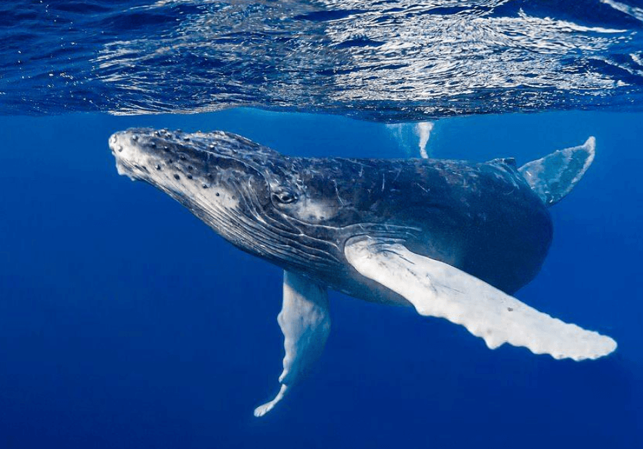 Verstrickung von Buckelwalen: Ursachen, Risiken und Rettung - Samaná Bay Whale Watching Guide