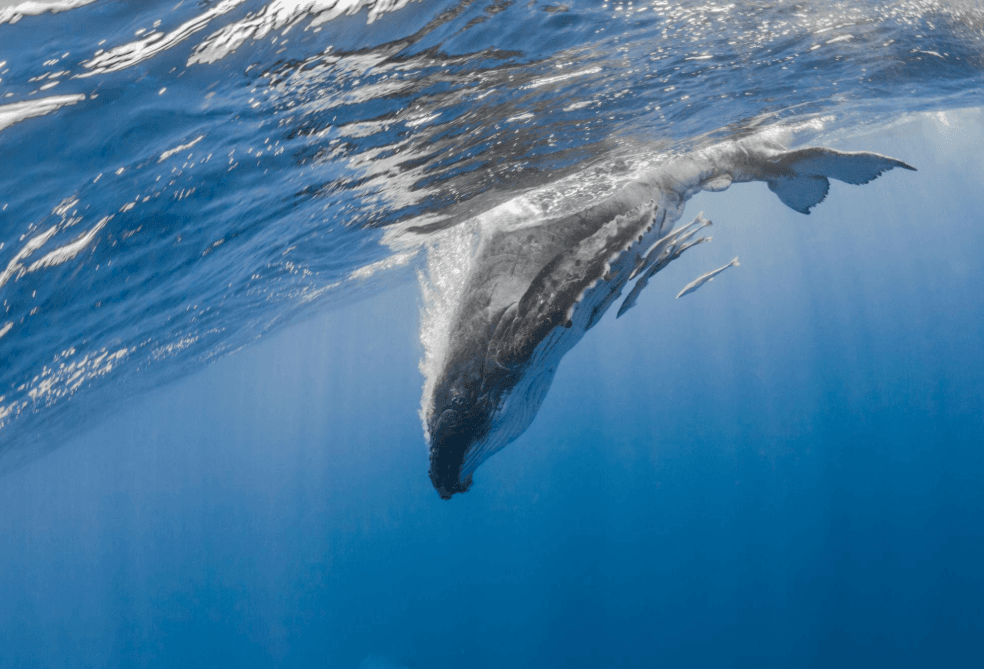 Wie atmen Buckelwale beim Schwimmen? - Samaná Bay Whale Watching Guide