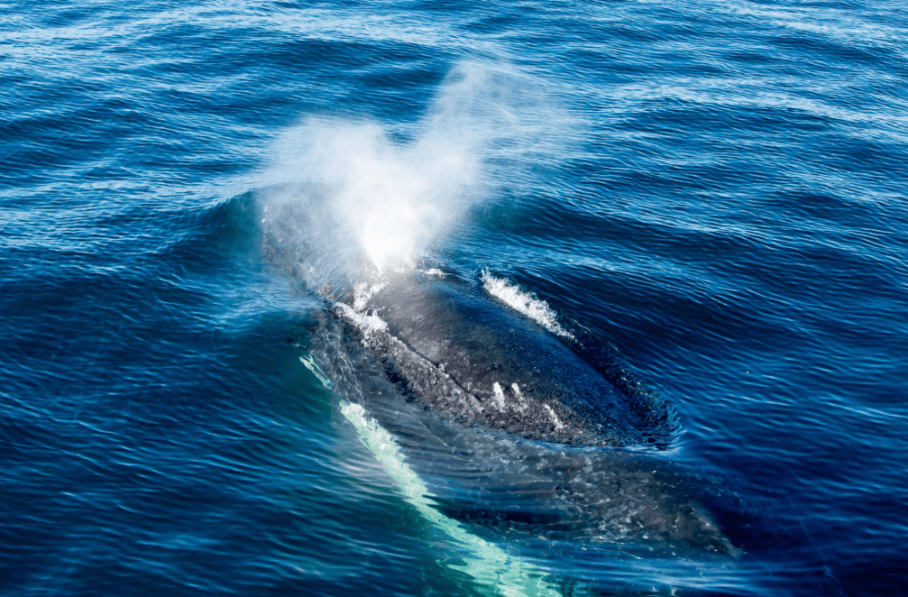 Warum haben Buckelwale zwei Blaslöcher? - Samaná Bay Whale Watching Guide