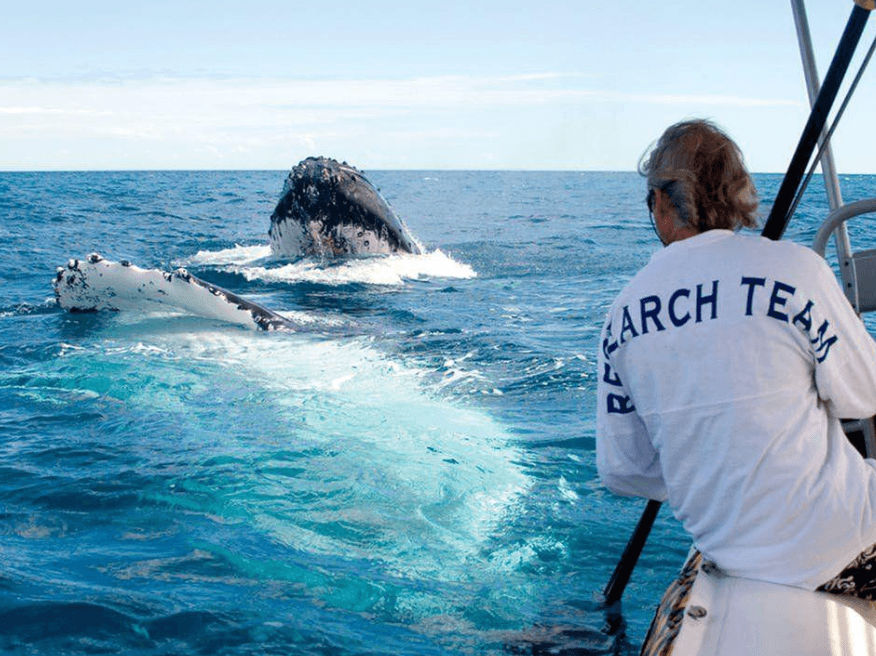 Comment les scientifiques localisent les baleines à bosse avec des hydrophones