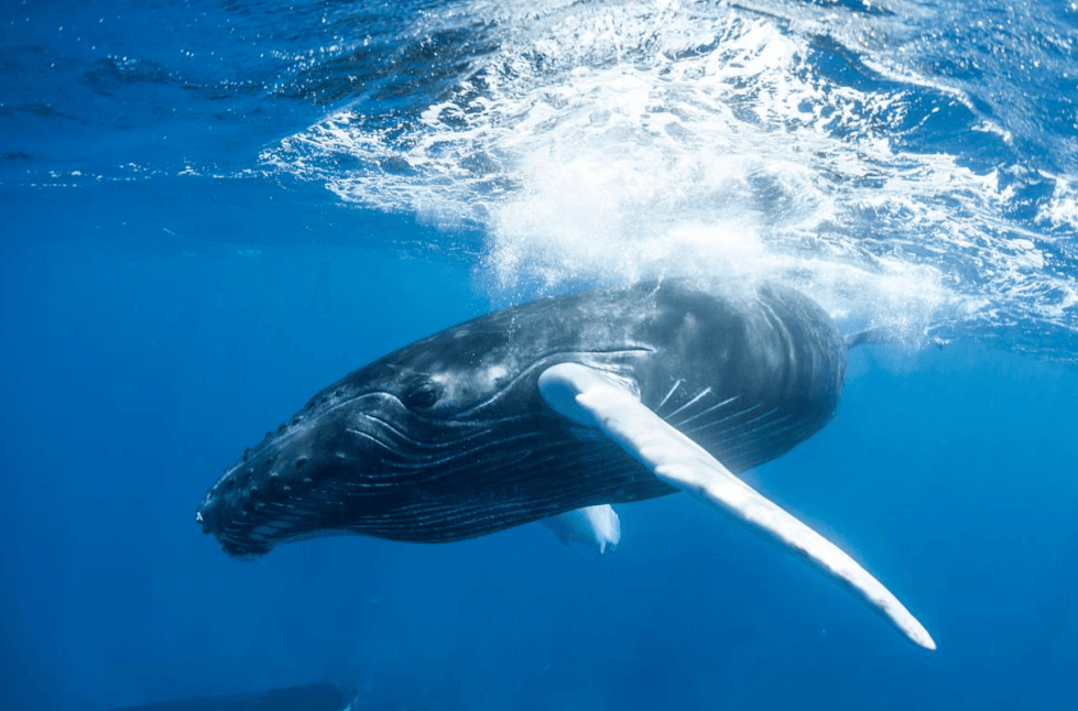 Samaná Whale Watching with Kids: Family Booking Guide