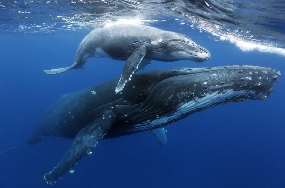 Samaná Whale Watching 2027: Kompletní průvodce pro návštěvníky
