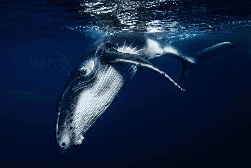 Why Do Humpback Whales Swim With Their Mouths Partly Open?
